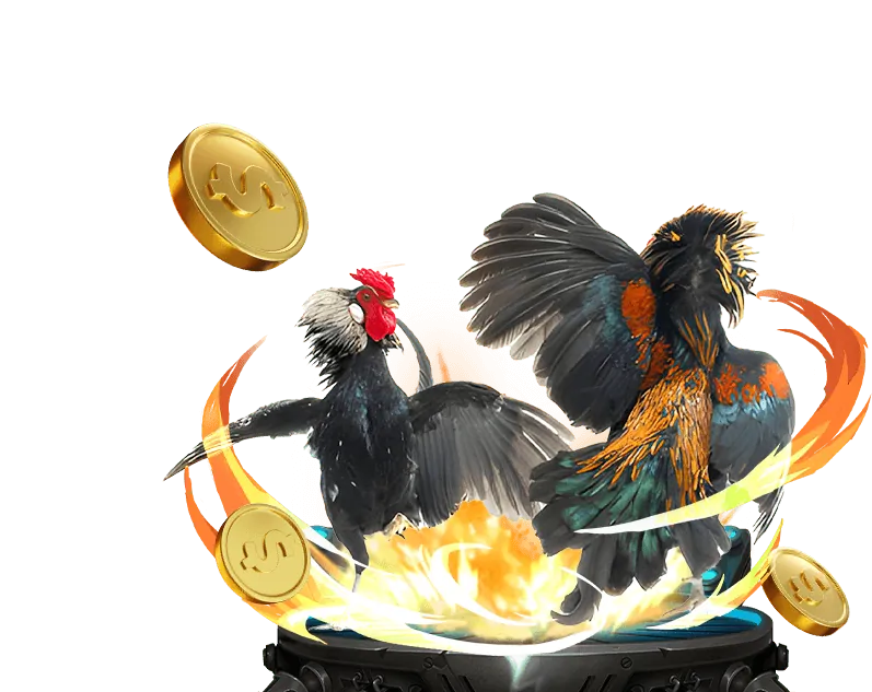 Chiến kê Meron với màu lông đỏ đặc trưng trong trận đấu đá gà Thomo CPC3