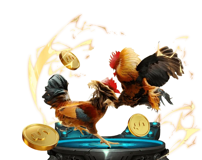 Hình ảnh các chiến kê dũng mãnh chuẩn bị cho trận đấu đá gà Thomo CPC3